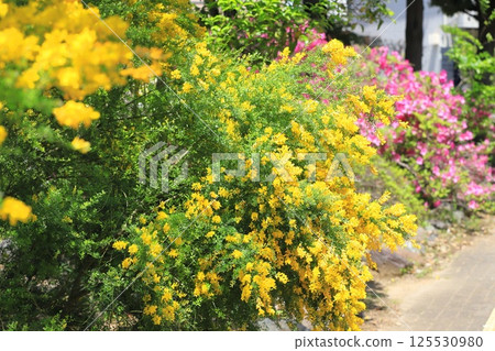 Genisteae in full bloom Genisteae in full bloom 125530980