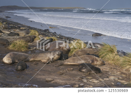 Breeding group of Southern Elephant Seal 125530989