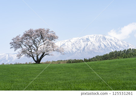 岩手縣雫石町岩手山上的小岩井一棵櫻花樹和殘雪 125531261