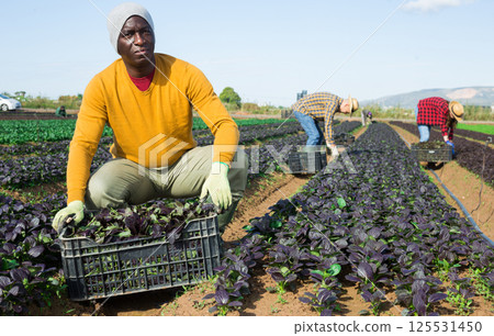 Focused male farmer picking komatsuna leaf greens Focused male farmer picking komatsuna leaf greens 125531450