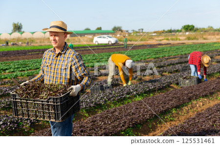 Man farmer carrying box with picked mizuna 125531461