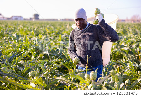 African american man farmer harvests artichokes African american man farmer harvests artichokes 125531473