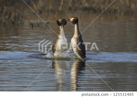 Great Crested Grebe courtship Great Crested Grebe courtship 125531485