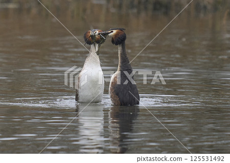 Great Crested Grebe courtship Great Crested Grebe courtship 125531492
