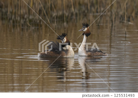Great Crested Grebe courtship Great Crested Grebe courtship 125531493