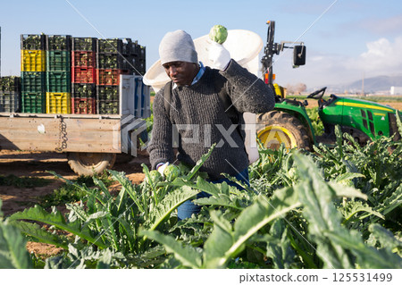 African american man farmer harvests artichokes 125531499