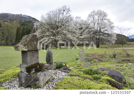 Forty-nine temples and full-blooming magnolias in Hakuba Village, Nagano Prefecture Forty-nine temples and full-blooming magnolias in Hakuba Village, Nagano Prefecture 125531507