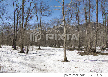 長野縣長野市戶隱森林植物園及戶隱山脈仍有積雪 長野縣長野市戶隱森林植物園及戶隱山脈仍有積雪 125531508