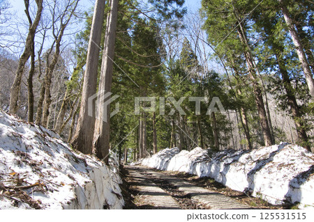 殘雪中的戶隱神社:長野縣長野市內宮參道旁的杉樹 殘雪中的戶隱神社:長野縣長野市內宮參道旁的杉樹 125531515