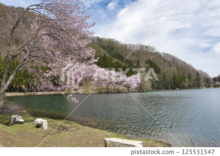 Full-blooming Oyamazakura cherry blossoms at Lake Nakatsuna, Omachi City, Nagano Prefecture 125531547