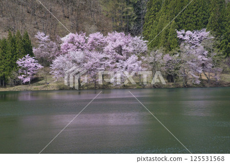 長野縣大町市中綱湖盛開的大山櫻花 125531568