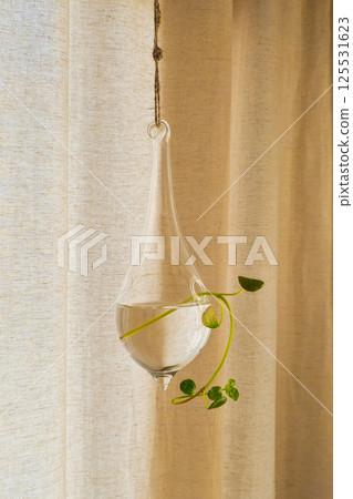 Close up small grenn plant in a beautiful vase Close up small grenn plant in a beautiful vase 125531623