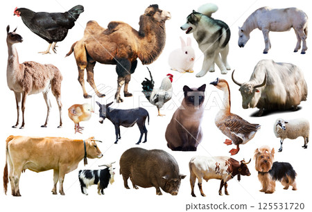 domestic animals collection 125531720