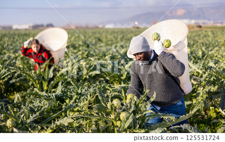 African american man farmer harvests artichokes African american man farmer harvests artichokes 125531724