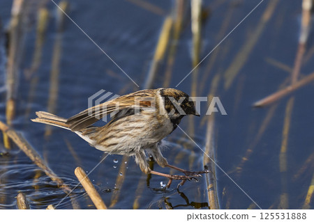 Reed Bunting 125531888