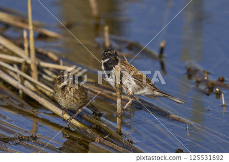 Reed Bunting 125531892