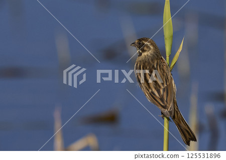 Reed Bunting Reed Bunting 125531896