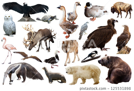 set of north american animals isolated set of north american animals isolated 125531898