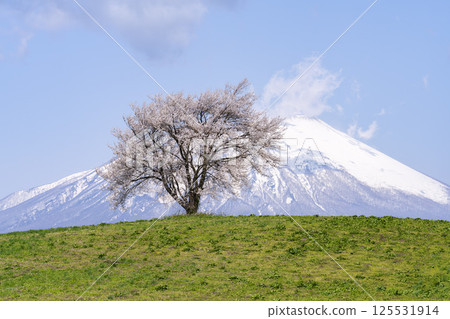A single cherry tree in full bloom at Takizawa (Mt. Sankaku) and Mt. Iwate, Takizawa City, Iwate Prefecture 125531914