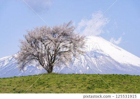 岩手縣瀧澤市瀧澤（三角山）和岩手山的一棵盛開的櫻花樹 125531915