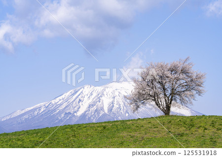 岩手縣瀧澤市瀧澤（三角山）和岩手山的一棵盛開的櫻花樹 125531918