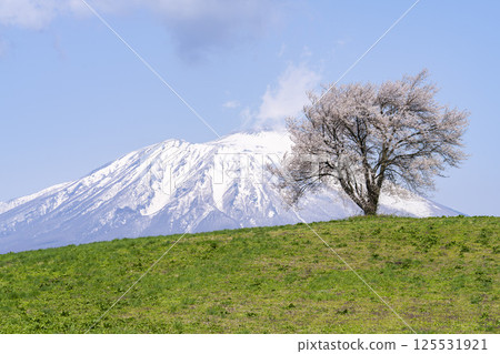 岩手縣瀧澤市瀧澤（三角山）和岩手山的一棵盛開的櫻花樹 125531921
