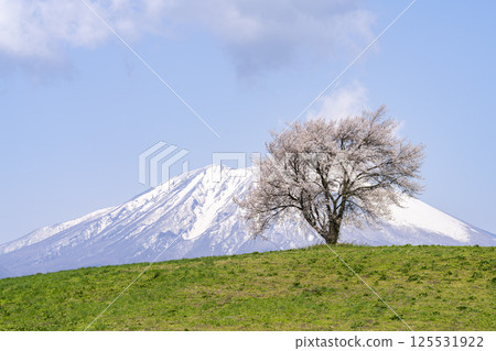 岩手縣瀧澤市瀧澤（三角山）和岩手山的一棵盛開的櫻花樹 125531922