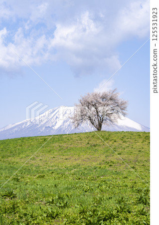 A single cherry tree in full bloom at Takizawa (Mt. Sankaku) and Mt. Iwate, Takizawa City, Iwate Prefecture 125531923