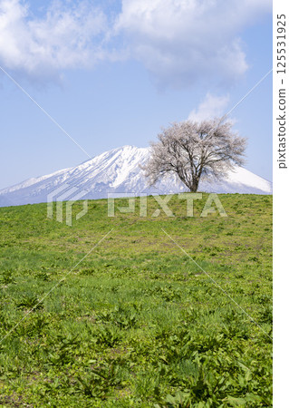 岩手縣瀧澤市瀧澤（三角山）和岩手山的一棵盛開的櫻花樹 125531925