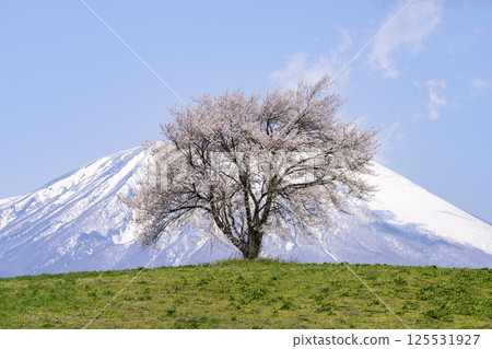 A single cherry tree in full bloom at Takizawa (Mt. Sankaku) and Mt. Iwate, Takizawa City, Iwate Prefecture 125531927