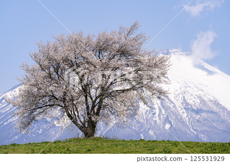 A single cherry tree in full bloom at Takizawa (Mt. Sankaku) and Mt. Iwate, Takizawa City, Iwate Prefecture 125531929