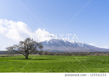 岩手縣八幡平市上坊牧野的一株櫻花樹和岩手山的早春花蕾 125532151