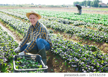 Portrait of man farmer harvesting red canonigo 125532159