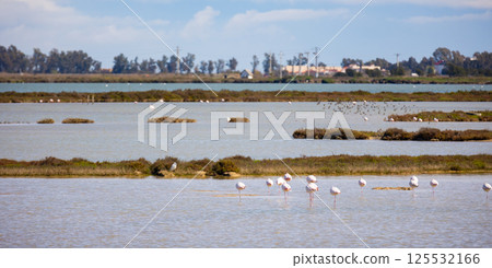 Flamingos in the delta of the Ebro River Flamingos in the delta of the Ebro River 125532166