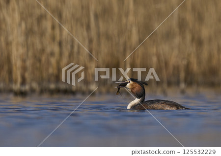 Great Crested Grebe with fish 125532229