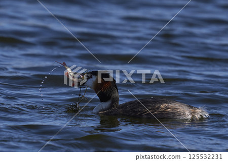 Great Crested Grebe with fish Great Crested Grebe with fish 125532231
