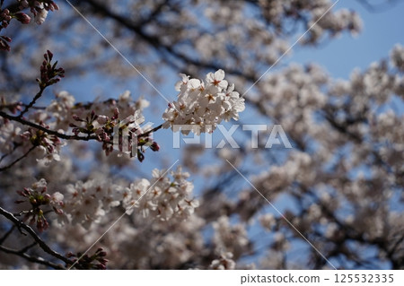 Close-up of cherry blossoms in full bloom under a blue sky 125532335