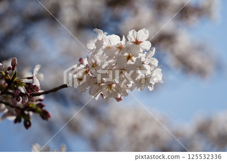 Close-up of cherry blossoms in full bloom under a blue sky 125532336