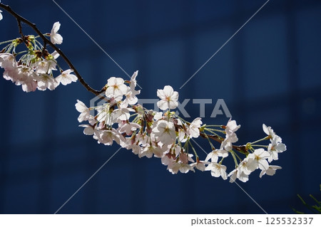Close-up of cherry blossoms in full bloom under a blue sky Close-up of cherry blossoms in full bloom under a blue sky 125532337