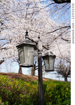 Close-up of cherry blossoms in full bloom under a blue sky 125532338