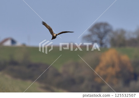 Marsh Harrier hunting 125532507