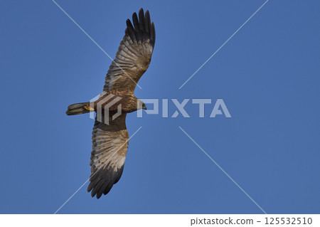 Marsh Harrier hunting Marsh Harrier hunting 125532510