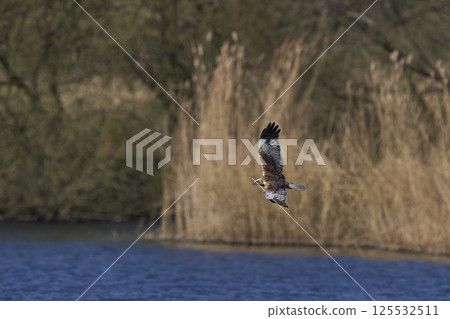 Marsh Harrier hunting 125532511