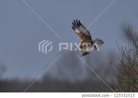 Marsh Harrier hunting Marsh Harrier hunting 125532513