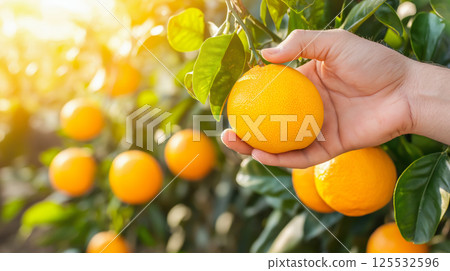 Fresh Orange Harvest. Hand Picking Juicy Citrus Fruits in the Orchard Fresh Orange Harvest. Hand Picking Juicy Citrus Fruits in the Orchard 125532596