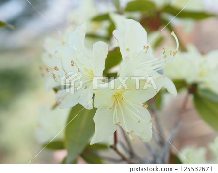 Morning Rhododendron moniliforme (20250417063912) Morning Rhododendron moniliforme (20250417063912) 125532671