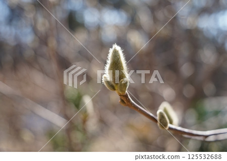 Magnolia branch sprouting buds heralding spring 125532688