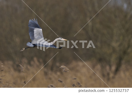 Grey Heron in flight Grey Heron in flight 125532737