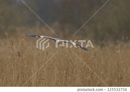 Grey Heron in flight Grey Heron in flight 125532738