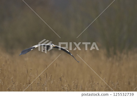 Grey Heron in flight Grey Heron in flight 125532739